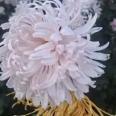 Светлана 50, Анапа