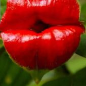 Светлана 49, Москва