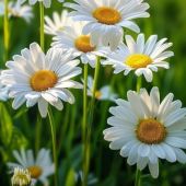 Лена 44, Петрозаводск