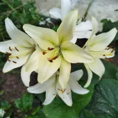 Женщина 40, Минск