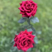 Карина 36, Люберцы