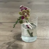 анна 40, Москва