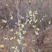 Alisa 40, Владивосток