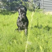 Lica 37, Москва