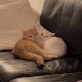 Лилия 20, Челябинск