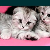 Багжан Бауыр 31, Кызылорда