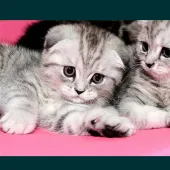 Багжан Бауыр 31, Кызылорда