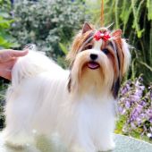 Карина 35, Бобруйск