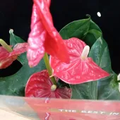 Оля 38, Кемерово