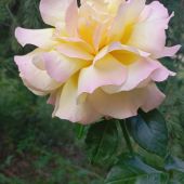 Елена 46, Санкт-Петербург