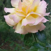 Елена 46, Санкт-Петербург